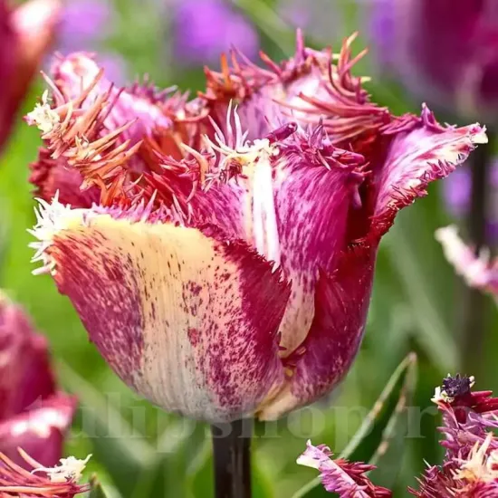 bulbi lalele color fusion2