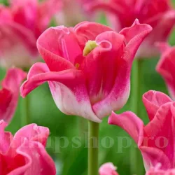 Bulbi Lalele Crown of Dynasty (Tulip)