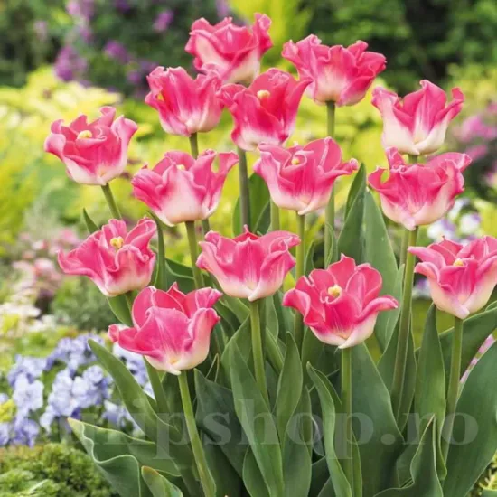 Bulbi Lalele Crown of Dynasty (Tulip) bulbi lalele crown of dynasty triumph tulipshop