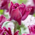 Bulbi Lalele Crown of Negrita (Tulip)