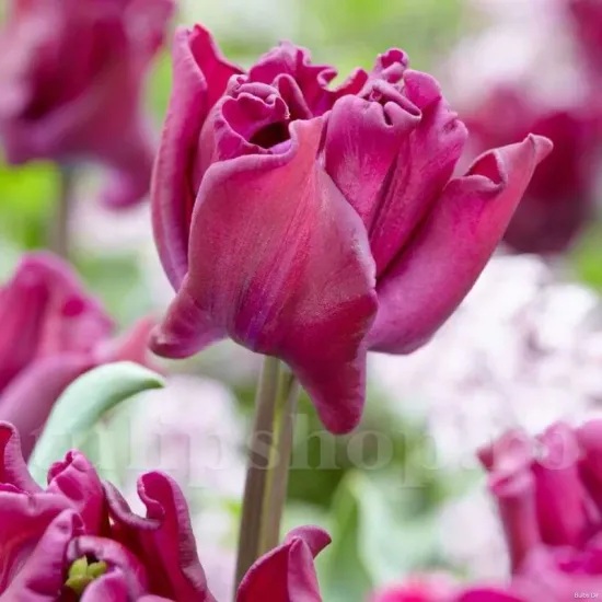 bulbi lalele crown of negrita plantare toamna gradina