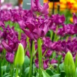 bulbi lalele crown of negrita triumph tulipshop 110x110