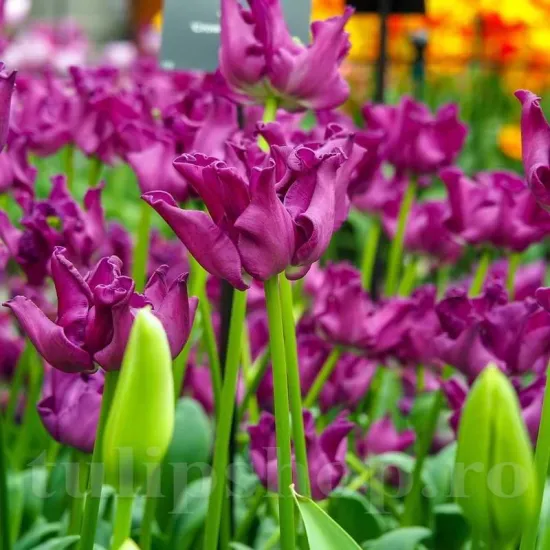 bulbi lalele crown of negrita triumph tulipshop