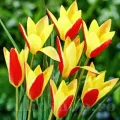 Bulbi Lalele Cynthia (Tulip)