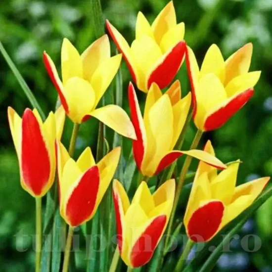 Bulbi Lalele Cynthia (Tulip) bulbi lalele cynthia botanice galben rosu