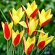 Bulbi Lalele Cynthia (Tulip) bulbi lalele cynthia botanice galben rosu