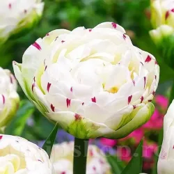 Bulbi Lalele Dance Line (Tulip)