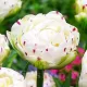 Bulbi Lalele Dance Line (Tulip) bulbi lalele dance line albe batute puncte rosii