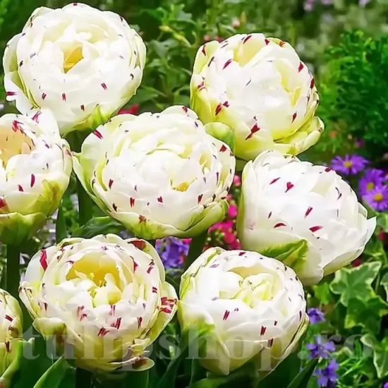 bulbi lalele dance line1