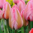 Bulbi Lalele Design Impression (Tulip) bulbi lalele design impression roz frunze panasate 110x110