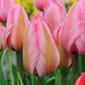 Bulbi Lalele Design Impression (Tulip)