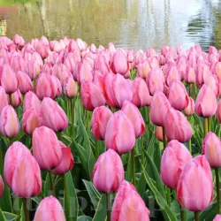 Bulbi Lalele Design Impression (Tulip)