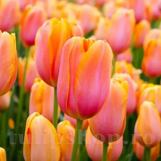 Bulbi Lalele Dordogne (Tulip) bulbi lalele dordogne plantare toamna gradina