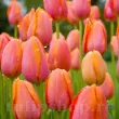 Bulbi Lalele Dordogne (Tulip) bulbi lalele dordogne tarzii tulipshop 110x110