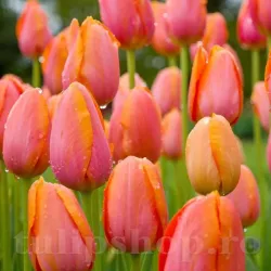 Bulbi Lalele Dordogne (Tulip)
