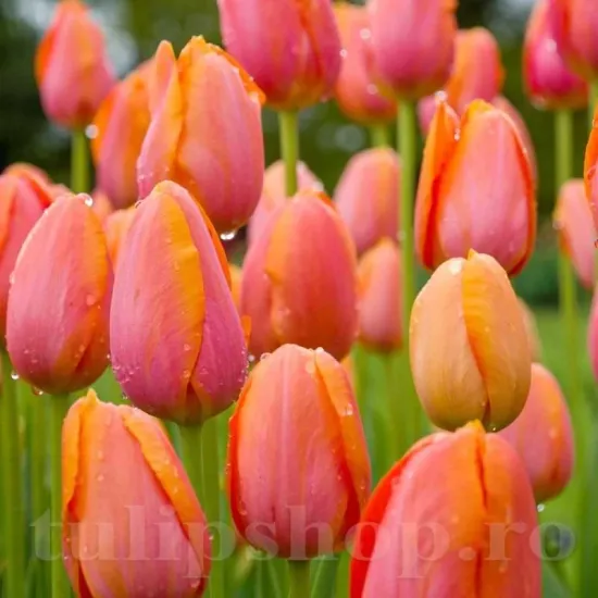 Bulbi Lalele Dordogne (Tulip) bulbi lalele dordogne tarzii tulipshop