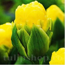 Bulbi Lalele Double Beauty of Apeldoorn (Tulip)