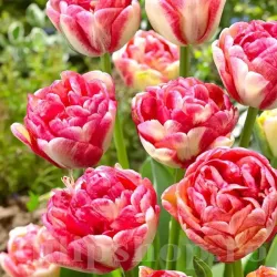 Bulbi Lalele Double Blizz (Tulip)