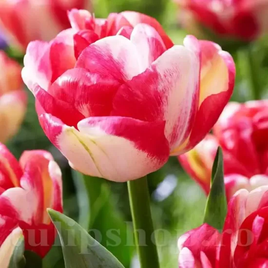 bulbi lalele double blizz2