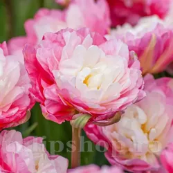 Bulbi Lalele Double Sugar (Tulip)