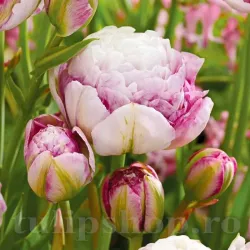 Bulbi Lalele Double Surprise (Tulip)