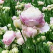 Bulbi Lalele Double Surprise (Tulip) bulbi lalele double surprise plantare toamna gradina 110x110