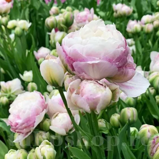 Bulbi Lalele Double Surprise (Tulip) bulbi lalele double surprise plantare toamna gradina