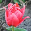 Bulbi Lalele Double Toronto (Tulip)