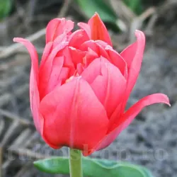 Bulbi Lalele Double Toronto (Tulip)