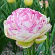 Bulbi Lalele Double Touch (Tulip) bulbi lalele double touch albe margini roz batute 110x110