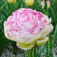 Bulbi Lalele Double Touch (Tulip) bulbi lalele double touch albe margini roz batute
