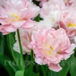 Bulbi Lalele Dreamer (Tulip) bulbi lalele dreamer tip bujor inflorire primavara 110x110