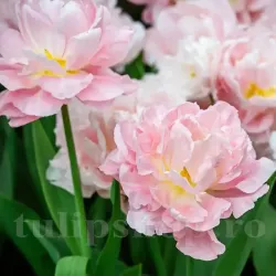 Bulbi Lalele Dreamer (Tulip) Bulbi Lalele Dreamer (Tulip)