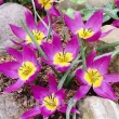 Bulbi Lalele Eastern Star (Tulip) bulbi lalele eastern star botanice violet centru galben 110x110