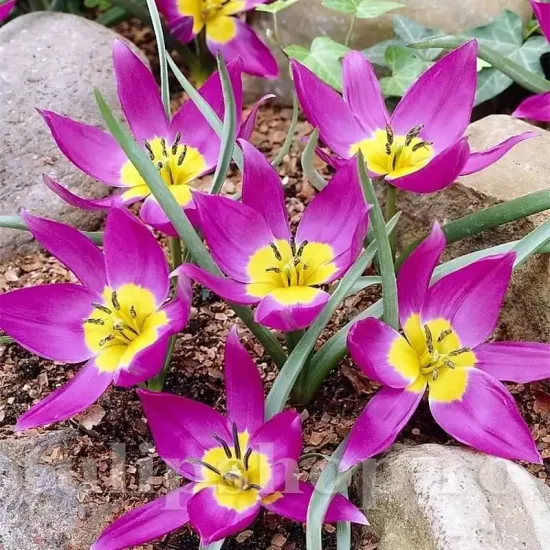 bulbi lalele eastern star botanice violet centru galben