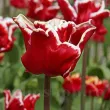 Bulbi Lalele Elegant Crown (Tulip) bulbi lalele elegant crown rosu alb forma coroana 110x110