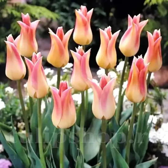 Bulbi Lalele Elegant Lady (Tulip) bulbi lalele elegant lady tip crin pastel