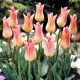 Bulbi Lalele Elegant Lady (Tulip) bulbi lalele elegant lady tip crin pastel