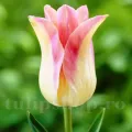 Bulbi Lalele Elegant Lady (Tulip)