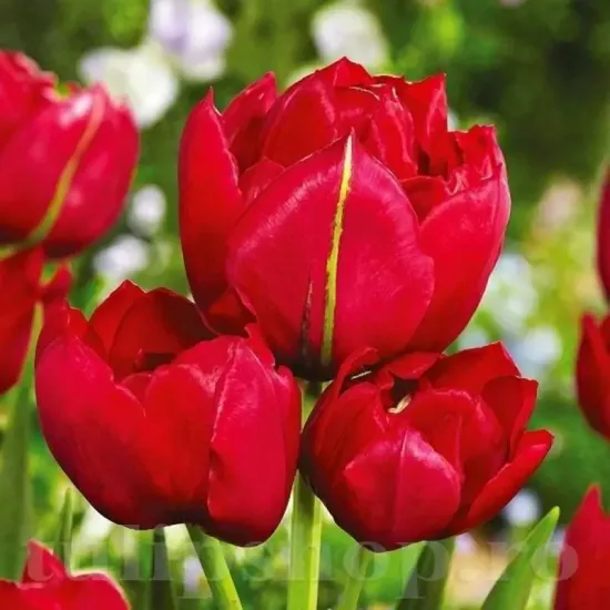 bulbi lalele estatic tulip