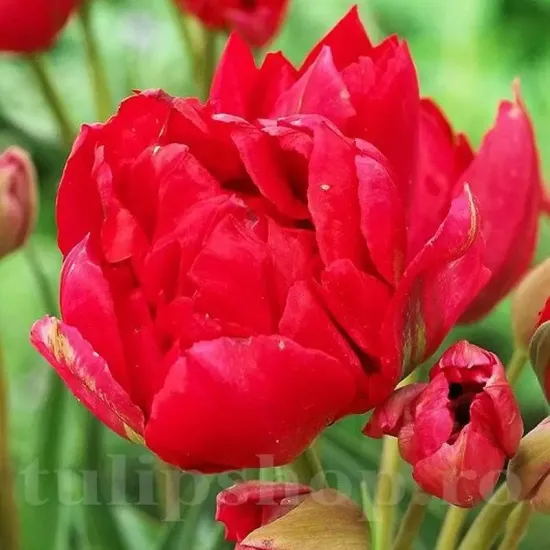 bulbi lalele estatic tulip2