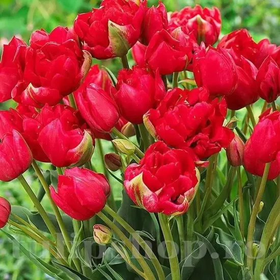 bulbi lalele estatic tulip3