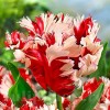 Bulbi Lalele Estelle Rijnveld (Tulip)