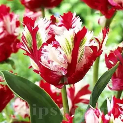 Bulbi Lalele Estelle Rijnveld (Tulip)