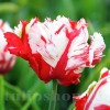 Bulbi Lalele Estelle Rijnveld (Tulip)