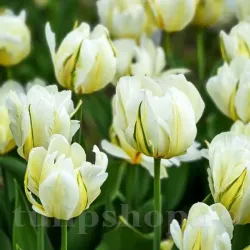 Bulbi Lalele Exotic Emperor (Tulip)