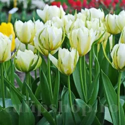 Bulbi Lalele Exotic Emperor (Tulip)