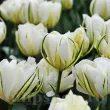 Bulbi Lalele Exotic Emperor (Tulip) bulbi lalele exotic emperor plantare toamna gradina 110x110