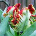 Bulbi Lalele Exotic Parrot (Tulip)