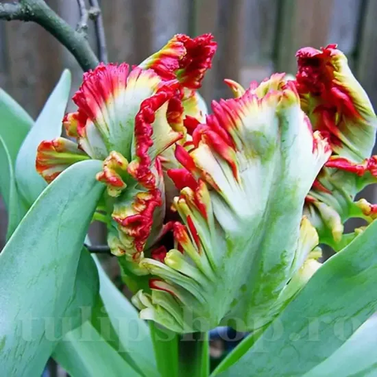 bulbi lalele exotic parrot